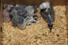 130207 --- Gruppbild av R1, R2, R3, R4, R5 och R6